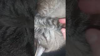 Waking Up My Cat His Reaction
