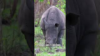 Walking with RHINOS?! #uganda #safari
My first destination on Safari was Ziwa Rhino Sanctuary! This old cattle farm was transformed into a perfect habitat for Rhinos, to reintroduce this lost species into Uganda!
Become a member! https://www.youtube.com/@justGoron/join
Join my discord server: https://discord.com/invite/32xFNxkg8H
Follow me on Instagram: https://www.instagram.com/justgoron_yt/
Check out my second channel: https://www.youtube.com/user/Goronstuff
Check out my Steam Workshop Submissions here: https://steamcommunity.com/id/justGoron/myworkshopfiles/?appid=703080 Walking with RHINOS?! #uganda #safari
