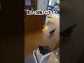 天然すぎル老犬