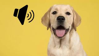 Labrador Dog Barking Sound - The SOund ButtOn screenshot 4