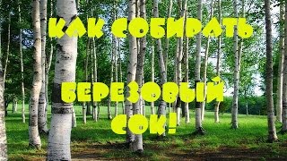 Березовый сок и его сбор! Охота за сокровищами! Березовый сок и его сбор! Охота за сокровищами!