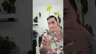Alocasia Stingray #alocasia #alocasiastingay #plants #plantcare #monstera #video #shorts