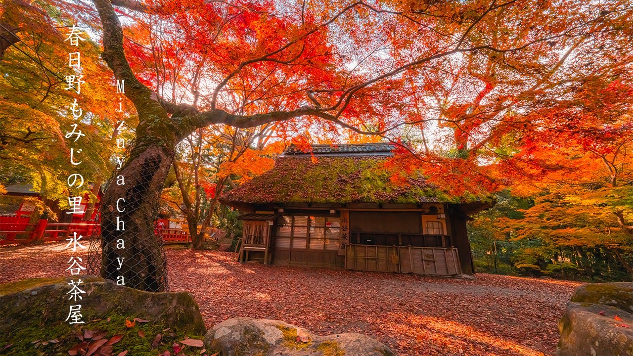 春日野もみじの里 水谷茶屋 Mizuya Chaya Autumn Photo Japan Nara