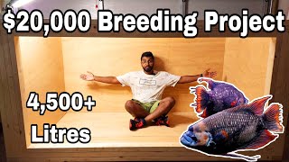 20,000 Red Tail Giant Gourami Breeding Project - 4,500 Litres Plywood Tank Build - Part 1