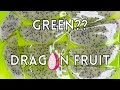GREEN Dragon Fruit?? #shorts