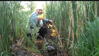 Невже це наяву? Невже це ГРИБНЕ ЩАСТЯЧКО мені не наснилося? (Трутовик сірчано-жовтий)