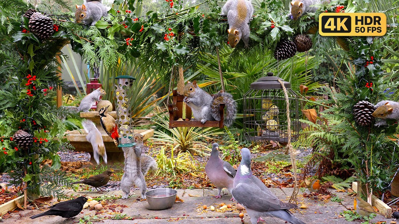 [NO ADS] Кино Для кошек и собак 🎄 Рождественские птицы и белки 🎄 птички для кошек