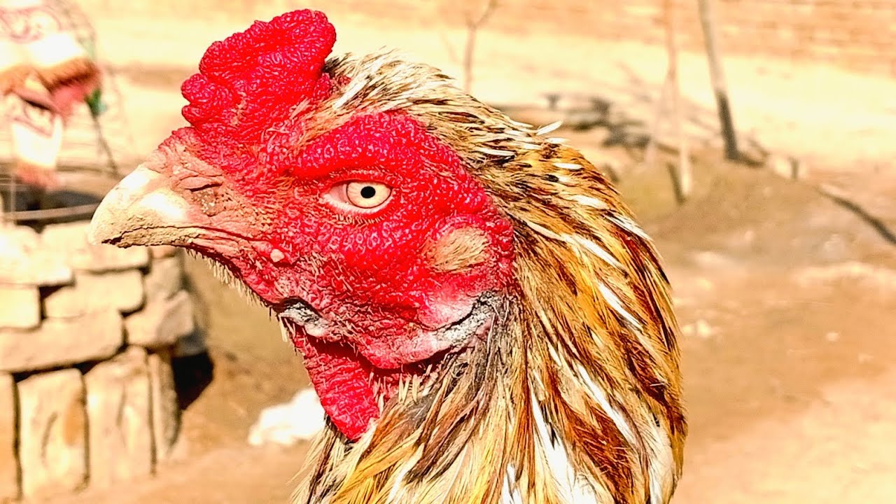 Cheena home breed ki fight - YouTube