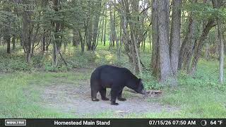 Big Old Bruiser On The Moultrie Edge 3 Camera.