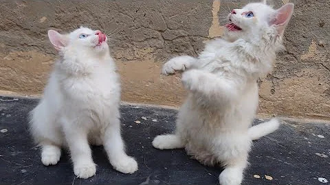 Watch the video about Cute white kittens | Turkish cat and kittens #catlover #cutenessoverload #foryou #catsworld