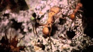 Activity Inside a Leaf-Cutter Ant Fungus Garden