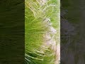 Morning Music輕柔旋律,伴你度過美好的早晨#治癒系#靜心冥想#心靈獨處#Healing#Soothing#Therapeutic#助眠  #nature #超級放鬆 #超級放鬆 #引導放鬆