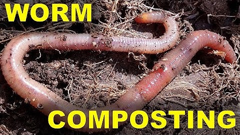 Worm Composting 101 A Sustainable Solution