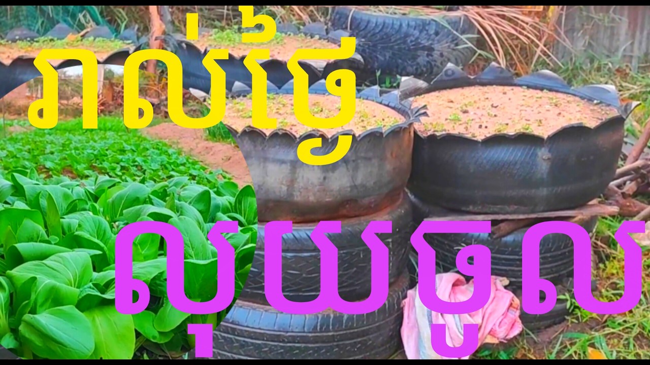 លុយចូលរាល់ថ្ងៃយាយតា