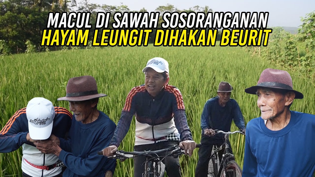 MESKI TUA MASIH BERSEPEDA NYANGKUL DI SAWAH SENDIRI | PUSING APUNYA AYAM ABIS DIMAKAN TIKUS