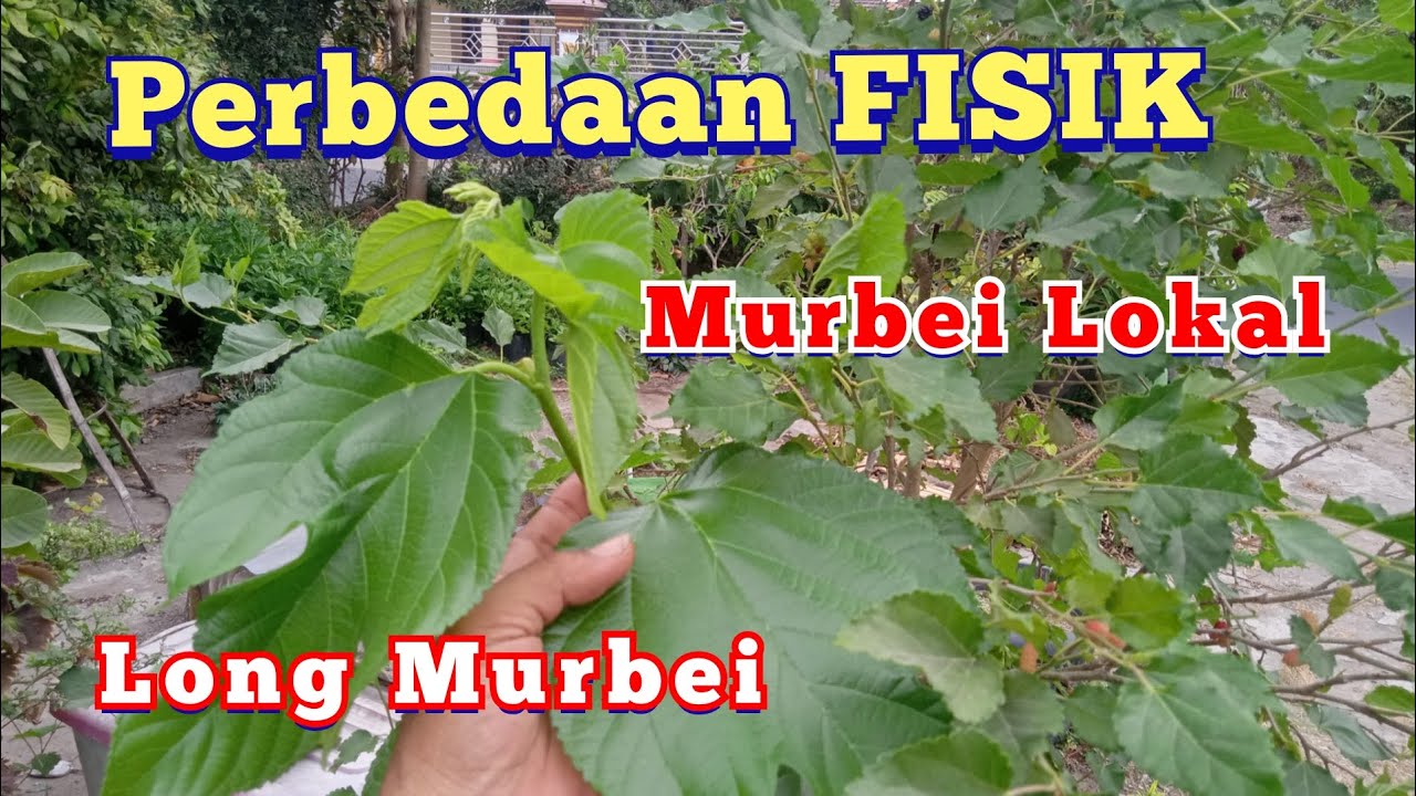 perbedaan fisik murbei lokal dan long murbei