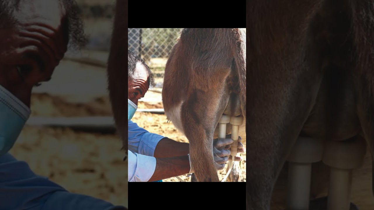 Donkey Milk For Skincare !!!