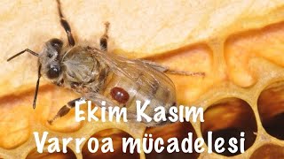 Eki̇m Kasim Varroa Mücadele Yöntemleri̇