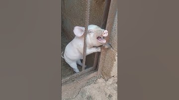 My head is stuck #cute #baby #viral #viralvideo #shorts