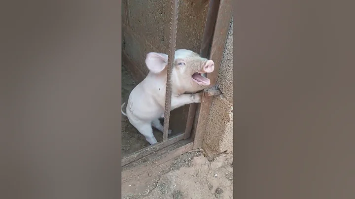 My head is stuck #cute #baby #viral #viralvideo #shorts