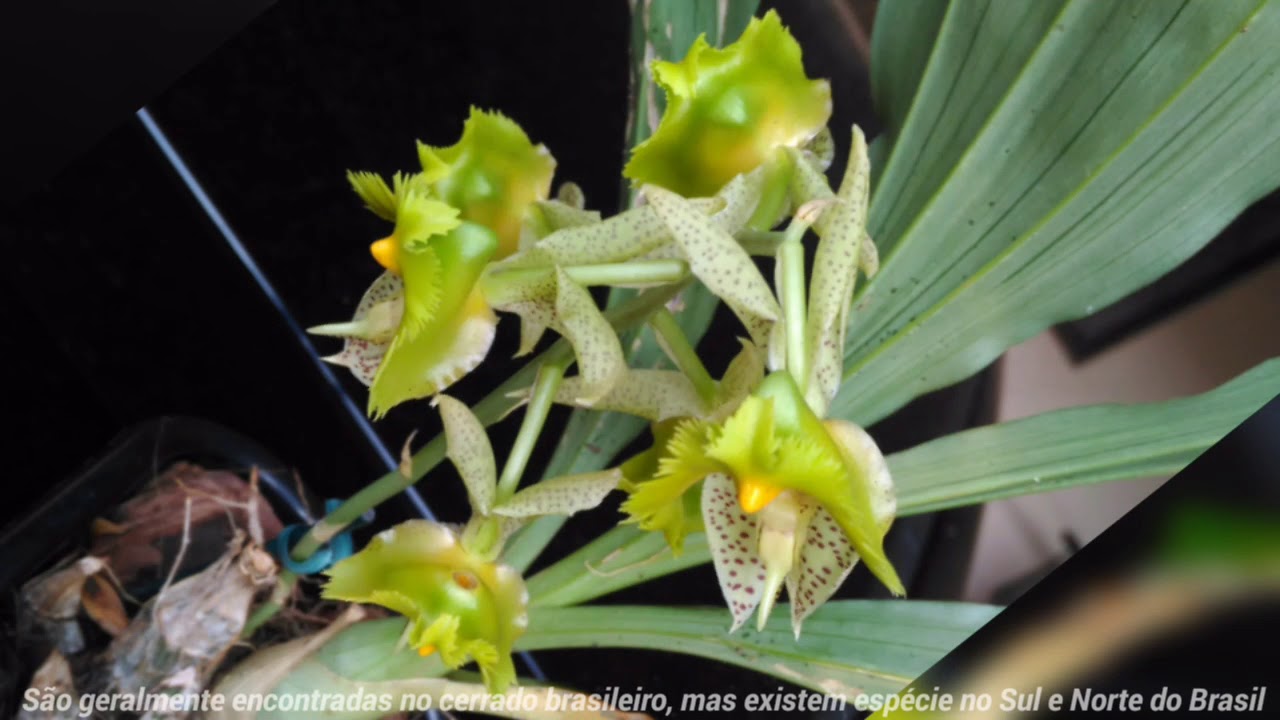 Orquídea Catasetum Fimbriatum Verde - thptnganamst.edu.vn