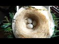 Seguimiento nido parvas (comportamiento jilguera)