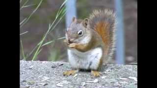 I'm a Drunk Squirrel!
