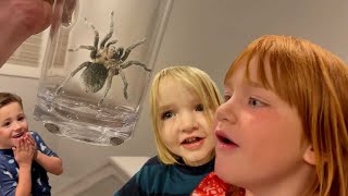 TARANTULA in the HOUSE!!  Family Road Trip with our Friends! and BEST DAY EVER 1 - 500 THE MOViE 🍿