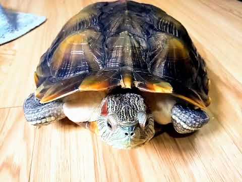 Red eared slider - YouTube