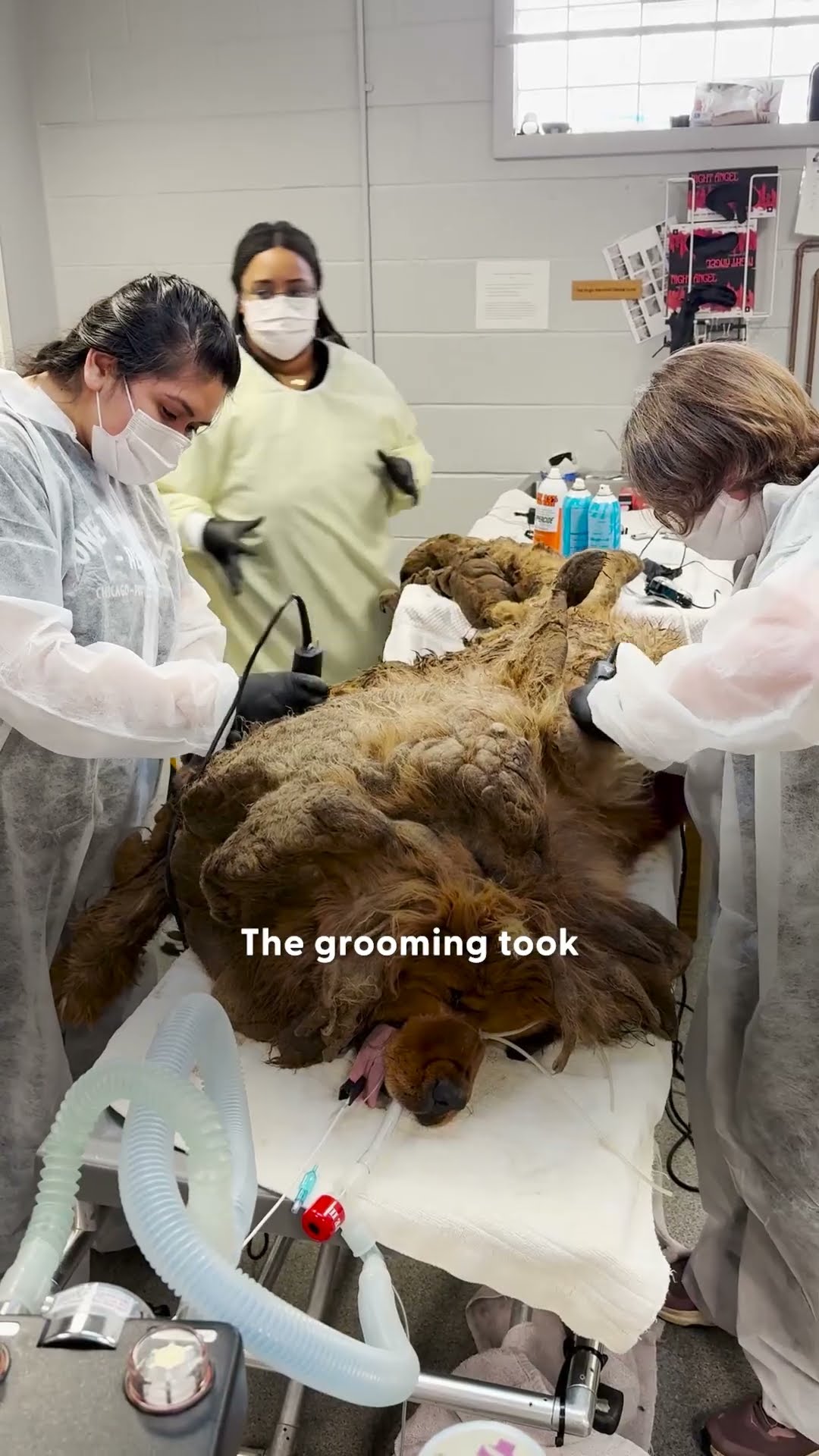 Huge Matted Dog Found In A Busy Intersection | The Dodo