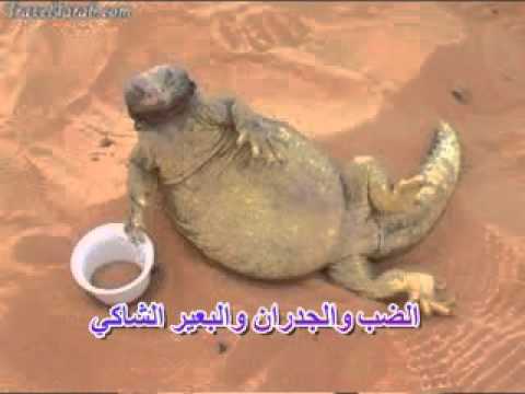 احمد النيل صلي يا مولاي