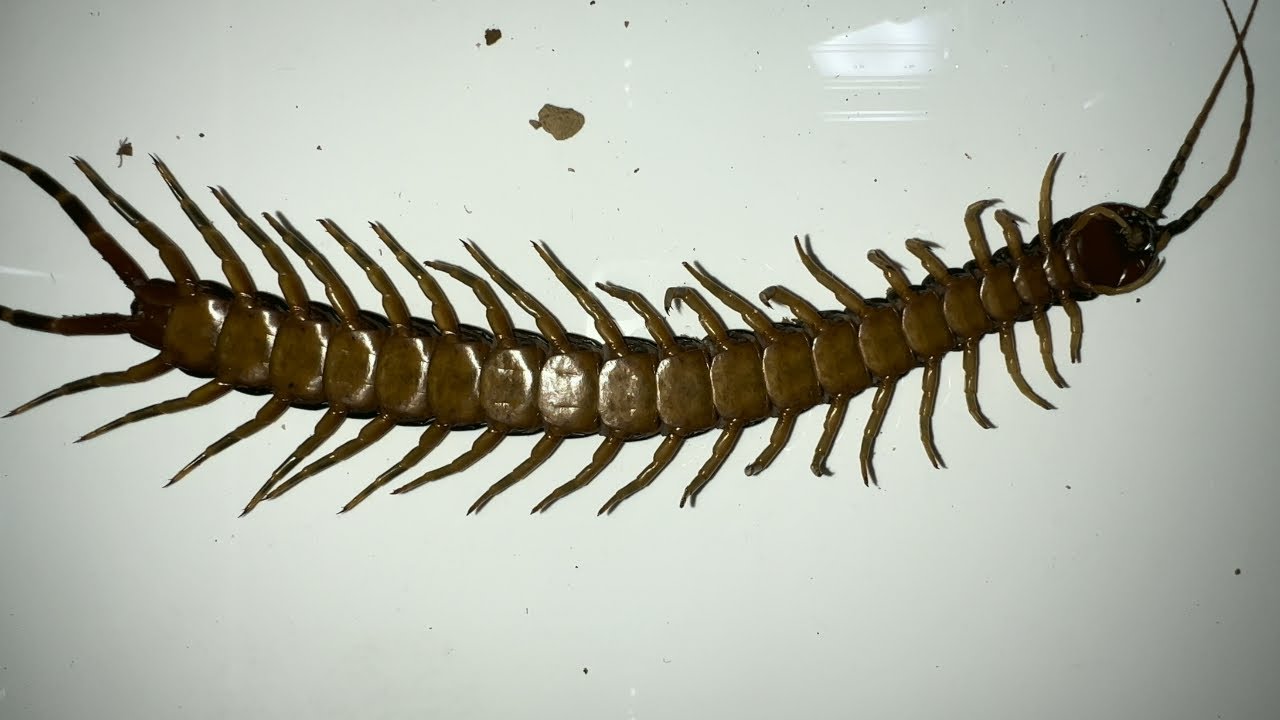 12cm 巨大化 ムカデ の 標本 国立科学博物館】国内で 143 年ぶりの