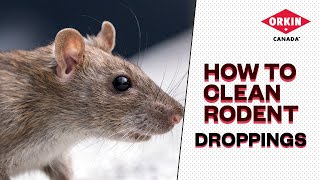 How To Properly Clean Rat (And Other Rodent) Droppings | Orkin Canada