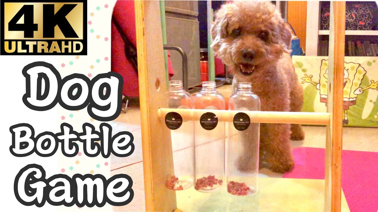4K Dog Bottle Game YouTube