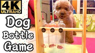 4K Dog Bottle Game screenshot 1