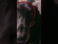 #doberman #dog #awesome #edit #youareoneofakind #cool #baby #babygirl