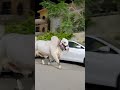 Mandi Bakraeid2026 