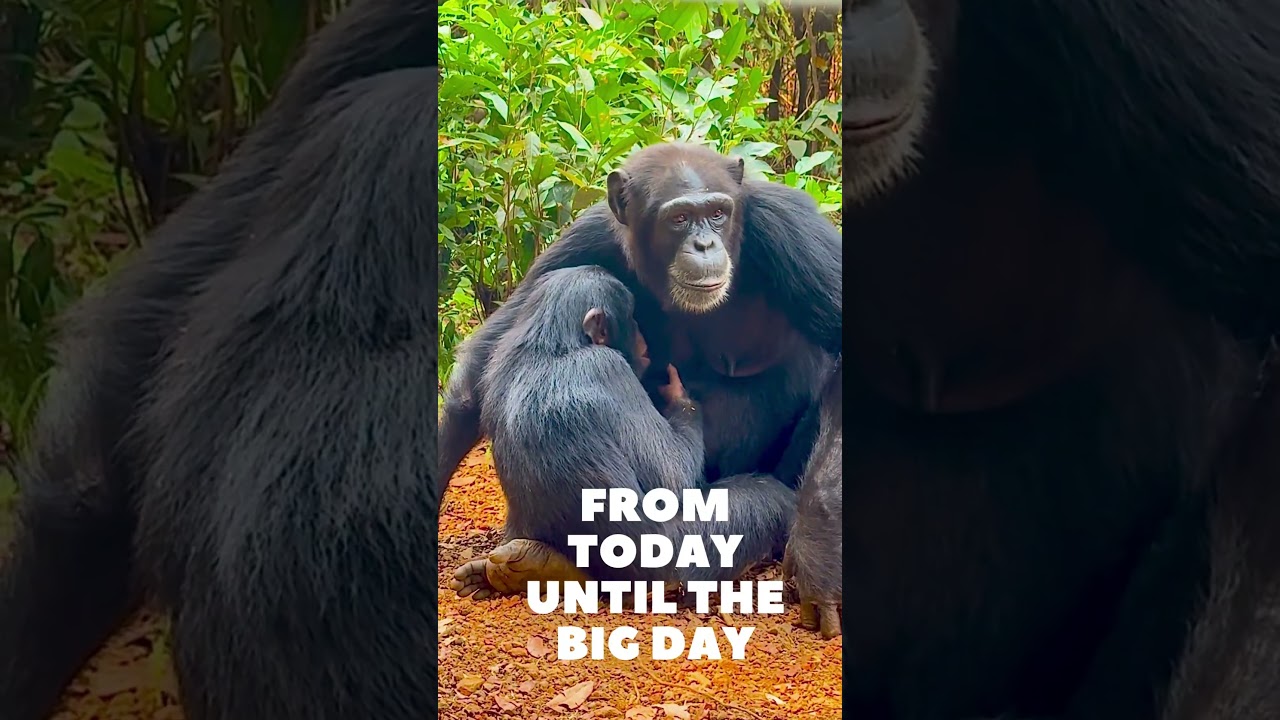 Giving Day for Apes - support Tacugama