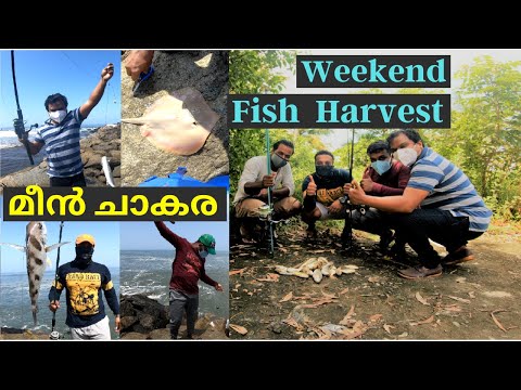 Sea Fish Harvesting at Weekend | വീക്കെൻഡിൽ കടലിൽ മീനിൻറെ ചാകര