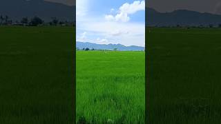 Hijaunya pemandangan sawah yang alami #short #shortvideo #nature #view #alam #sawah #explore #trip