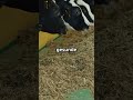 Rohasche im Katzenfutter – einfach erklärt!