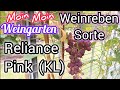Weinrebe Reliance Pink kernlos