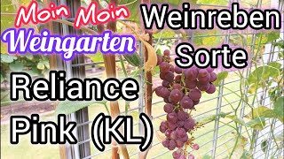 Weinrebe Reliance Pink kernlos