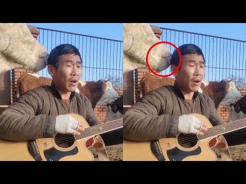 高手在民间！养牛大哥弹唱李宗盛的【鬼迷心窍】竟然如此好听，独特烟嗓连牛儿都被迷住了！