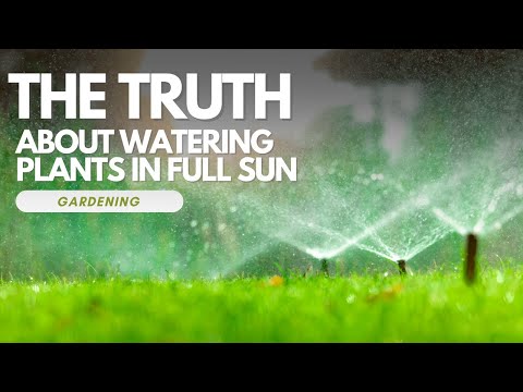 The Truth About Watering Plants in Full Sun