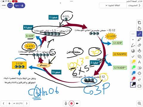 فيديو: ما هي المرحلة الثانية من عملية التمثيل الضوئي؟