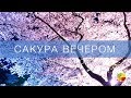 Сакура Вечером!