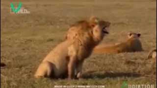 Sang Raja Singa Ketawa Ngakak Lucu Banget, Wajib Nonton !!