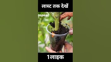 Effective of potato on lemon tree propagation - An excellent method