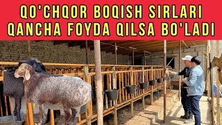 QO’CHQOR BOQIB QANCHA DAROMAD QILSA BOLADI